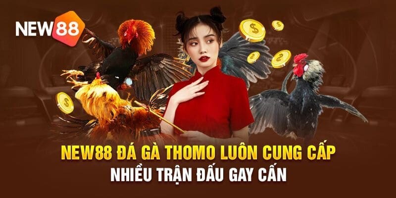 Các lý do người chơi nên chọn đá gà New88 để trải nghiệm