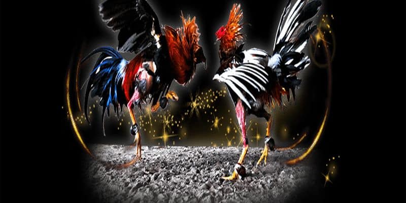 Kinh nghiệm chơi game đá gà online