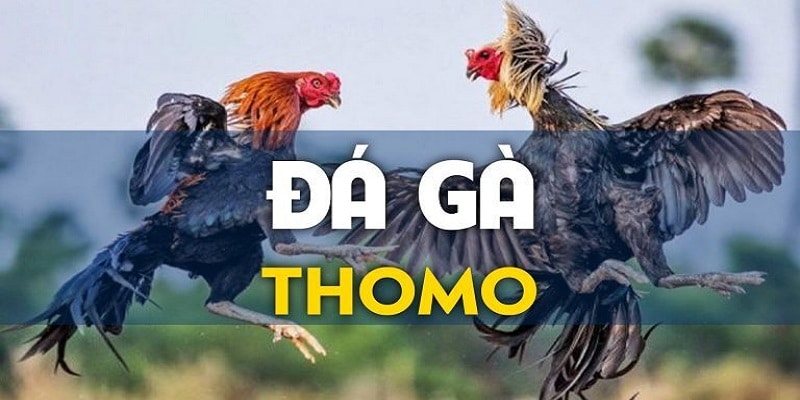 Một trận đá gà trực tiếp Thomo được diễn ra như thế nào?