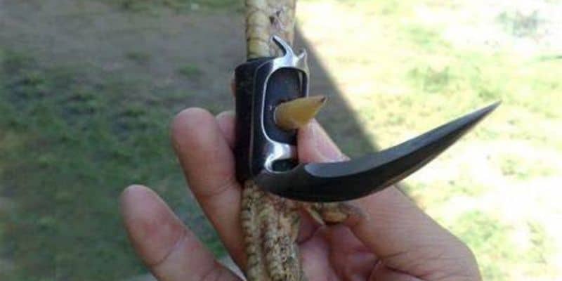 Đá gà cựa sắt là gì?