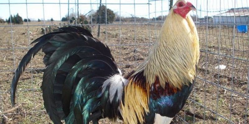 Những giống gà cựa sắt nổi tiếng hiện nay