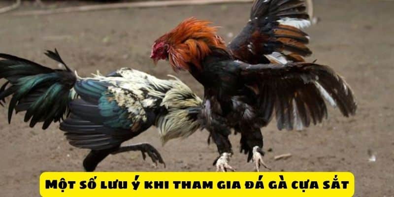 Một số lưu ý khi tham gia đá gà cựa sắt