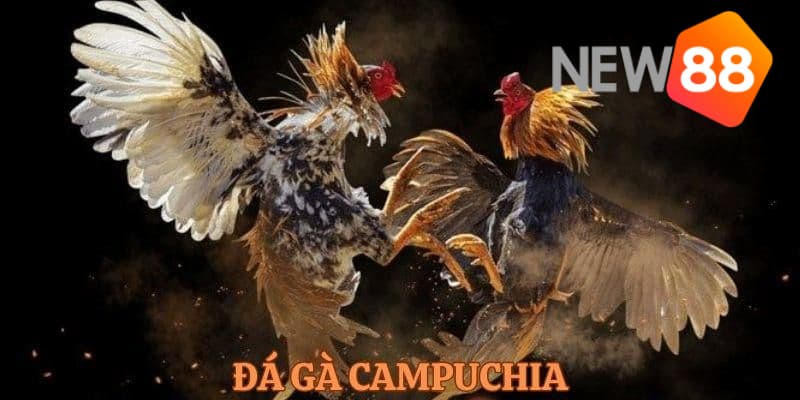 Giới thiệu chung về đá gà Campuchia là gì?