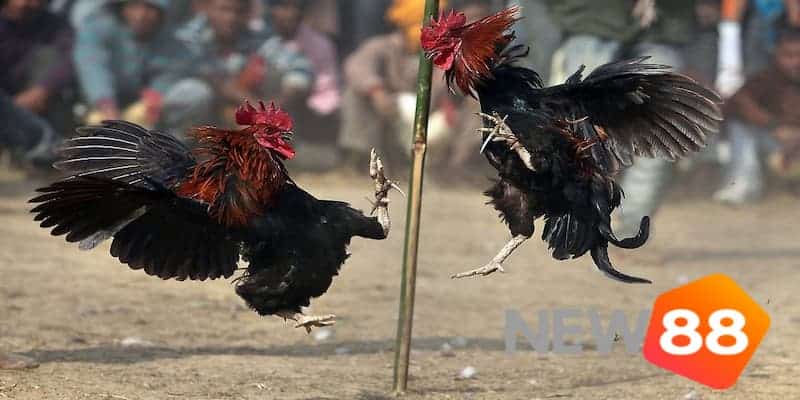 Bật mí các kiểu cược trong đá gà Campuchia