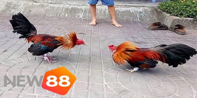 Nguồn gốc và ý nghĩa truyền thống của đá gà miền Tây