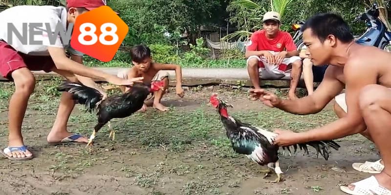 Những điểm đến nổi tiếng với đá gà miền Tây