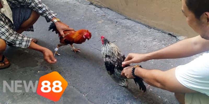 Cách chơi đá gà miền Tây cho người mới