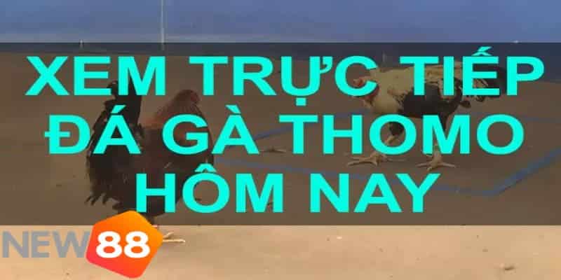 Khám phá hình thức đá gà thomo trực tiếp hôm nay
