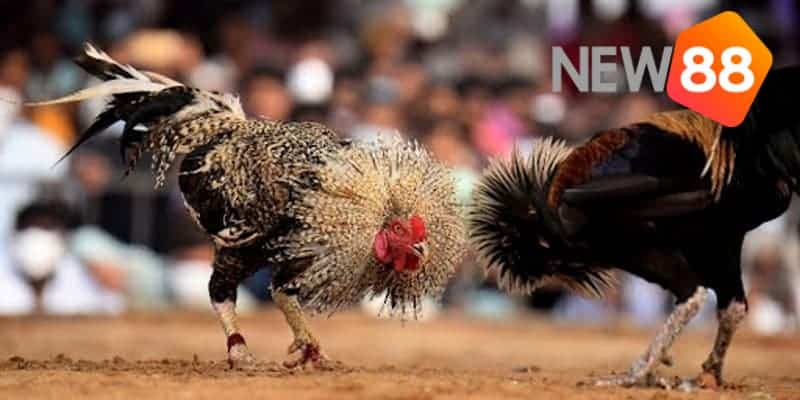 Những điểm hấp dẫn khi chơi đá gà thomo trực tiếp hôm nay