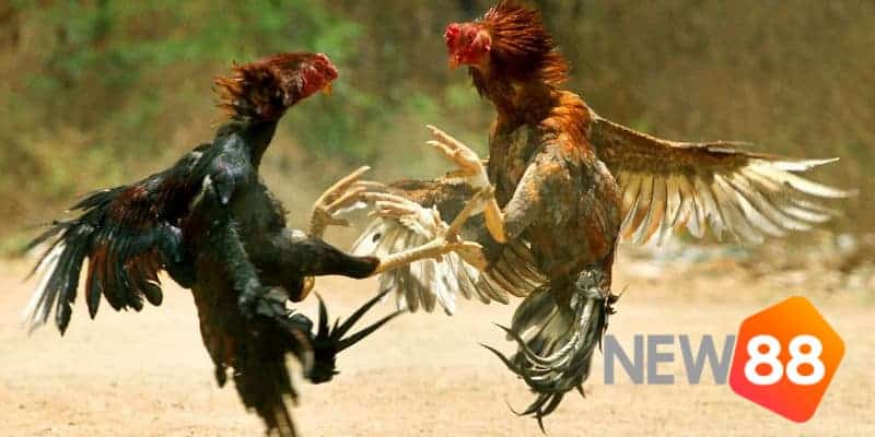 Những kinh nghiệm đá gà thomo trực tiếp hôm nay chuẩn nhất