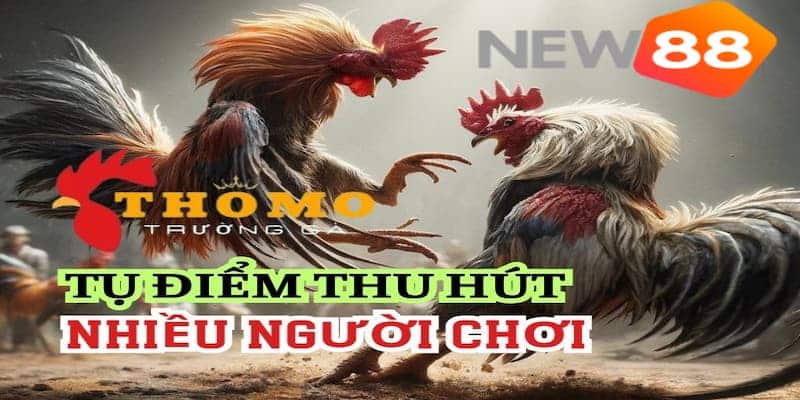 Sơ nét các thông tin về đá gà trường Thomo