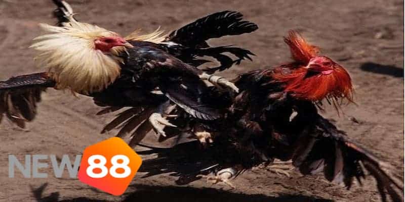 Đặc điểm nổi bật của đá gà trường Thomo Campuchia