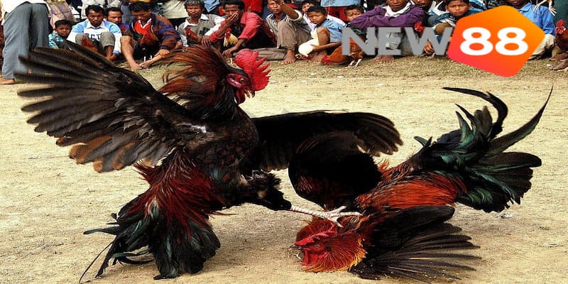 Các quy định cập nhật tại đá gà trường Thomo