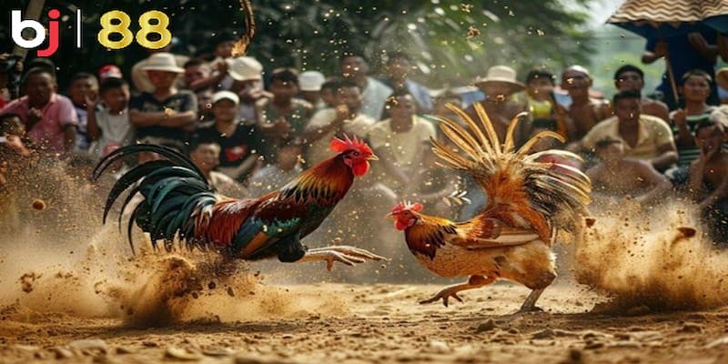 Mẹo chơi BJ88 đá gà chuẩn xác hàng đầu hiện nay