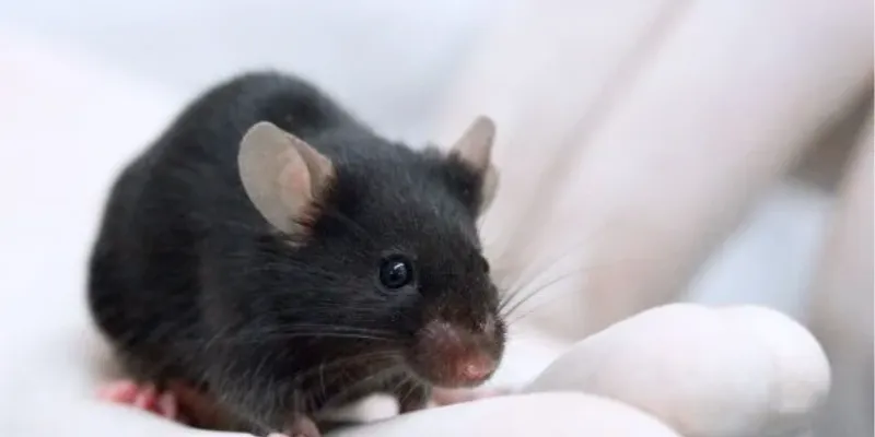 Nằm mơ thấy chuột đen báo hiệu điều gì?