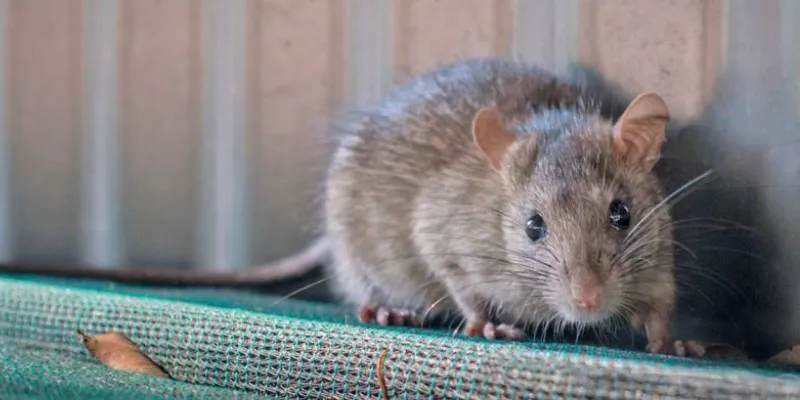 Những con số may mắn khi nằm mơ thấy chuột