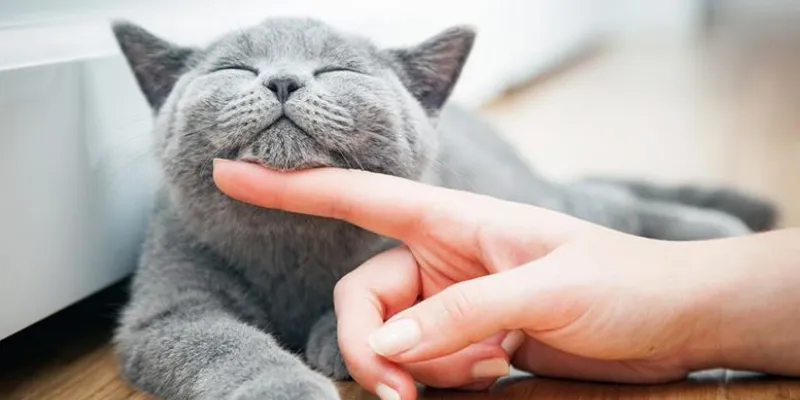 Nằm mơ thấy mèo là điềm gì?