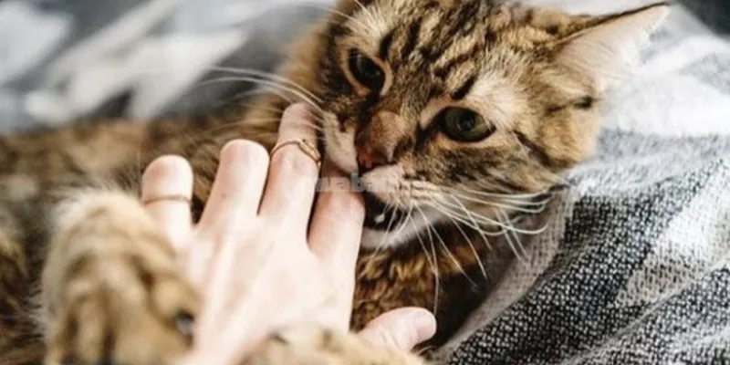 Nằm mơ những con mèo to lớn