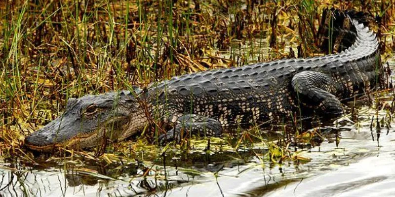 Nằm mơ thấy cá sấu mang ý nghĩa gì?
