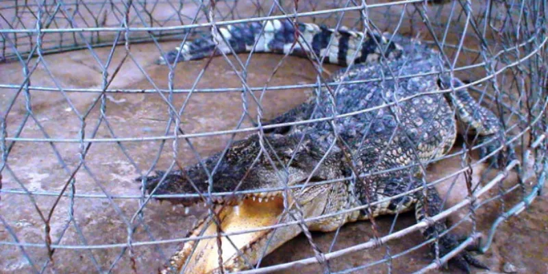 Mơ thấy cá sấu ở sở thú hoặc trong chuồng