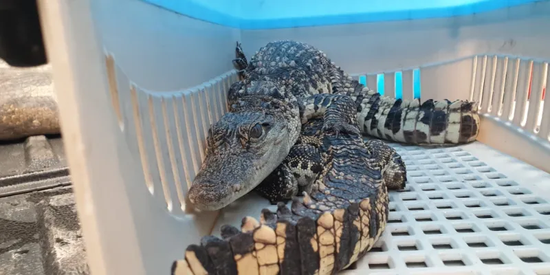 Nằm mơ thấy cá sấu thì nên đánh con gì để thử vận may?