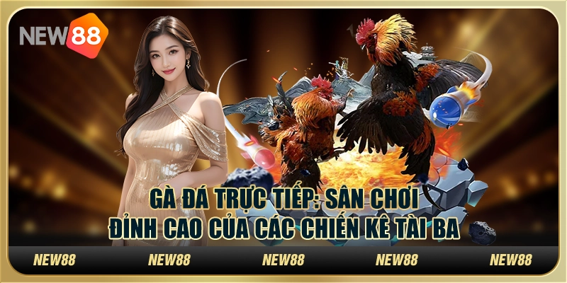 Gà đá trực tiếp : Sân chơi đỉnh cao của các chiến kê tài ba