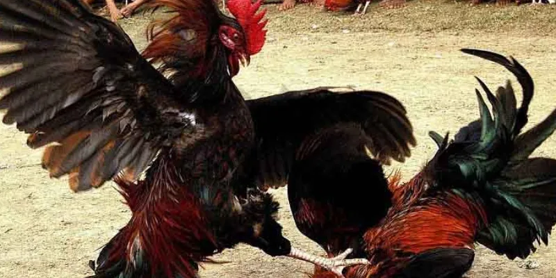 Một số thông tin cơ bản về cá cược đá gà