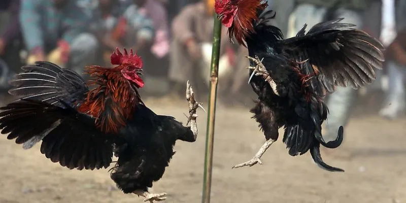 Điều gì làm nên sự kịch tính cho một trận gà đá trực tiếp?