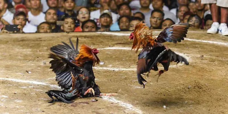 Bí kíp dự đoán chuẩn kết quả các trận gà đá trực tiếp