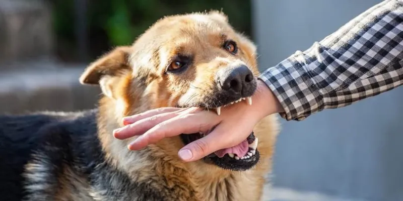 Nằm mơ thấy chó cắn mình 