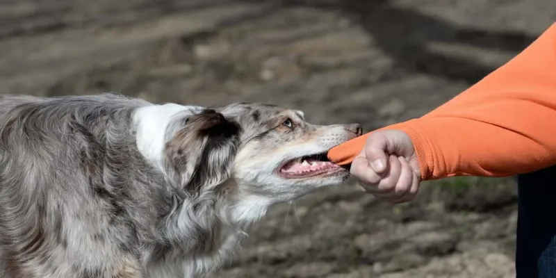 Nằm mơ bị chó tấn công và chảy máu