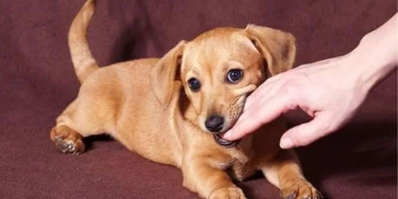 Nếu mơ thấy bị chó cắn, nên đánh số nào để dễ thắng?