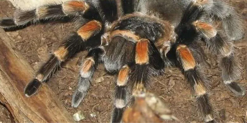 Mơ thấy nhện đen