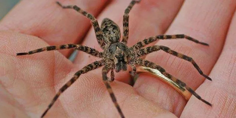 Nằm mơ thấy nhện đang xây mạng