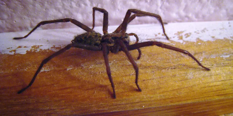 Nằm mơ thấy nhện con số nào sẽ mang lại vận may?