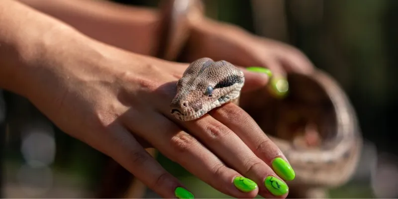 Nằm mơ thấy rắn cắn mình