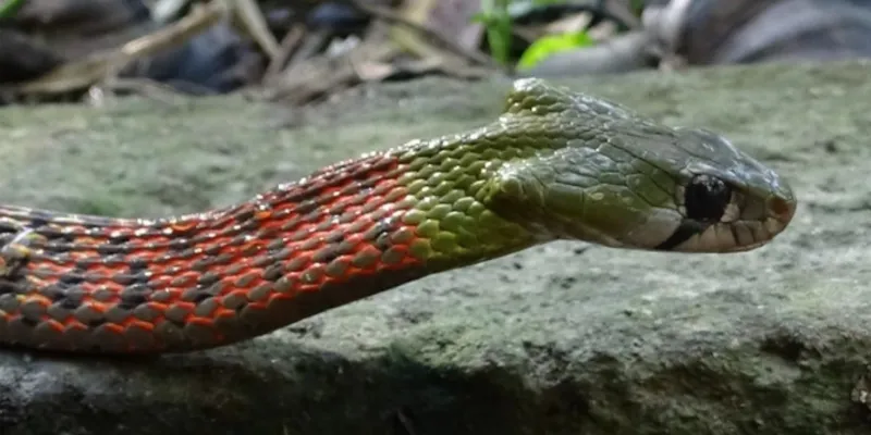 Mơ thấy rắn đuổi theo mình