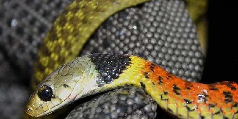 Mơ thấy rắn thì nên chọn con số nào để đánh?