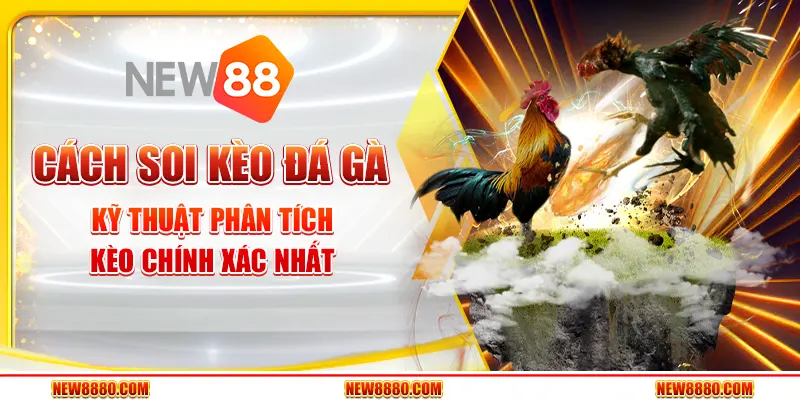 Cách soi kèo đá gà - Kỹ thuật phân tích kèo chính xác nhất