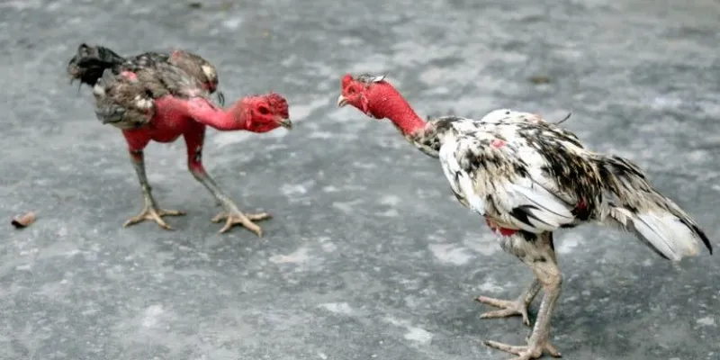 Tìm hiểu về các loại kèo trong đá gà