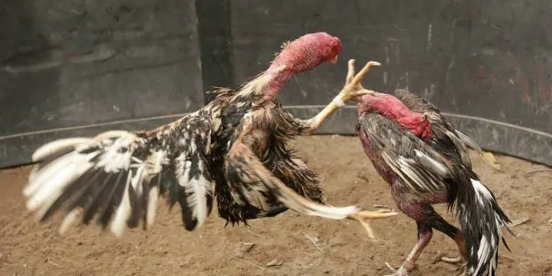 Hé lộ cách soi kèo đá gà chính xác nhất