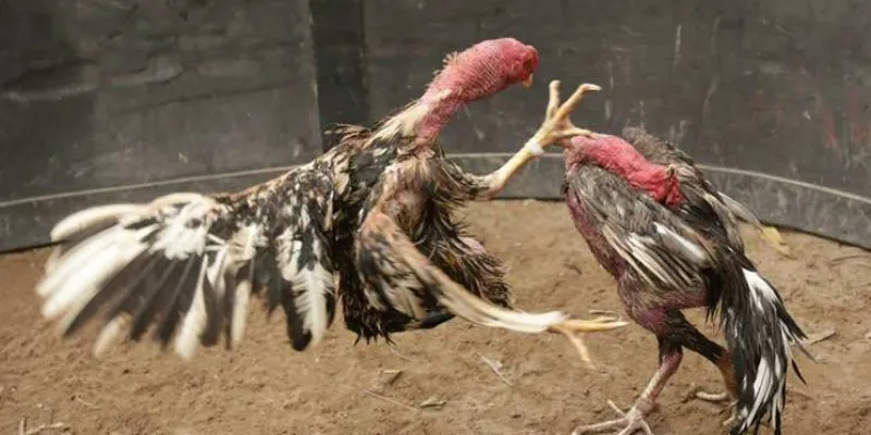 Những lời khuyên và điều cần lưu ý khi soi kèo đá gà