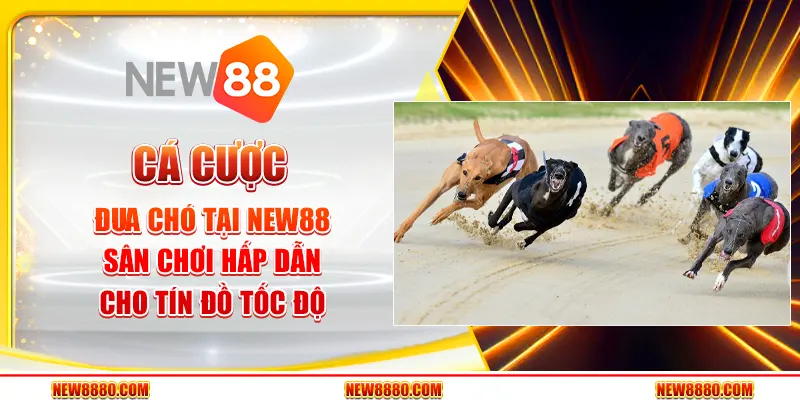 Cá cược đua chó tại New88 - Sân chơi hấp dẫn cho tín đồ tốc độ