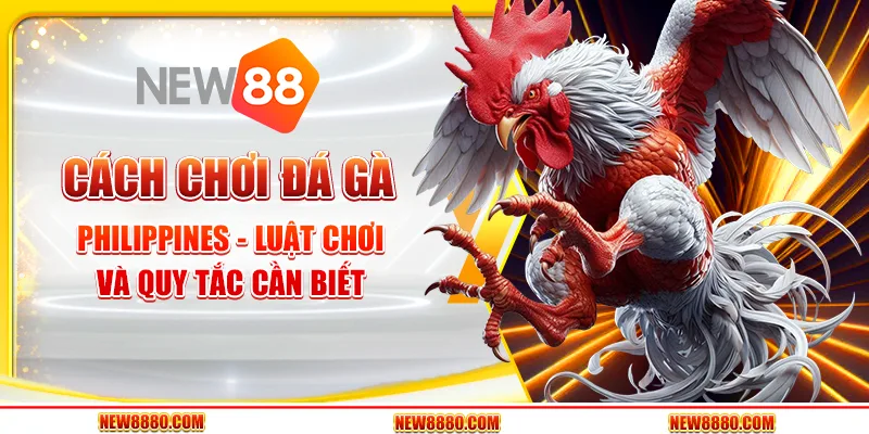 Cách chơi đá gà Philippines - Luật chơi và quy tắc cần biết