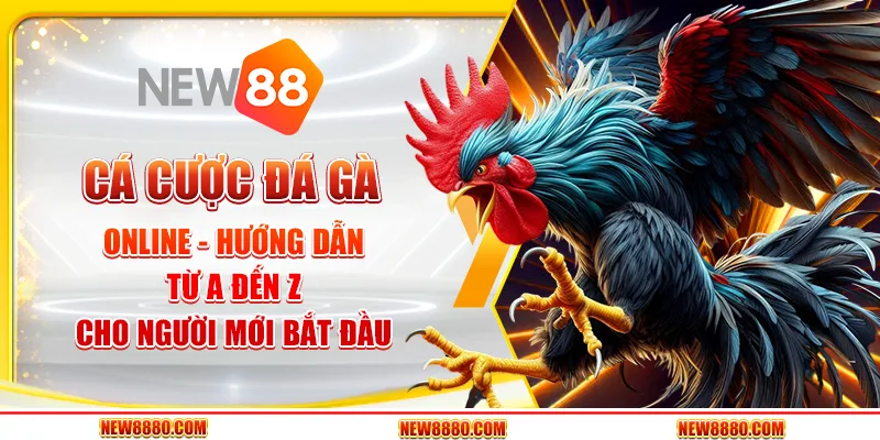 Cá cược đá gà online - Hướng dẫn từ A đến Z cho người mới bắt đầu