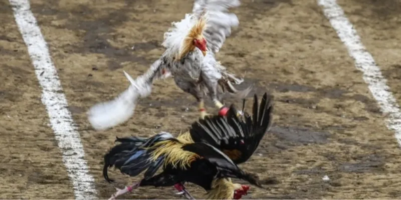 Những hình thức cá cược đá gà phổ biến nhất