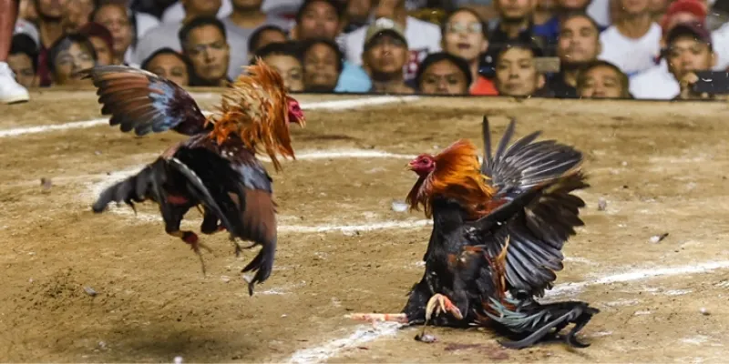 Cách phân tích và nắm rõ tỷ lệ cược trong cá cược đá gà online