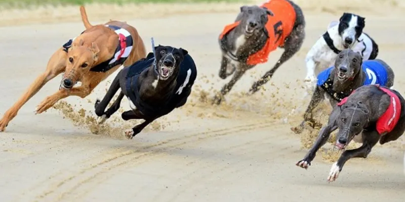 Cá cược đua chó là hình thức cược như thế nào?