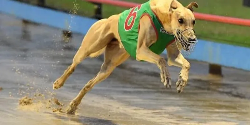 Tìm hiểu các loại cược phổ biến trong đua chó tại New88