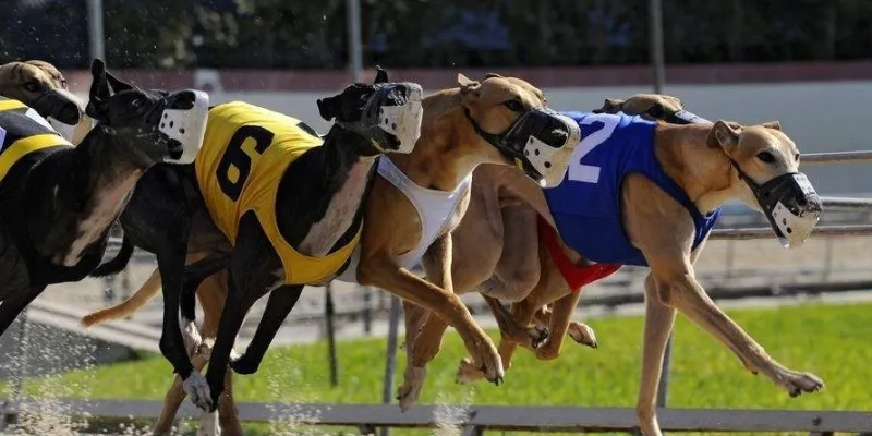 Những bí kíp cá cược đua chó từ chuyên gia